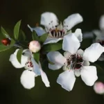 natural remedy for gum disease